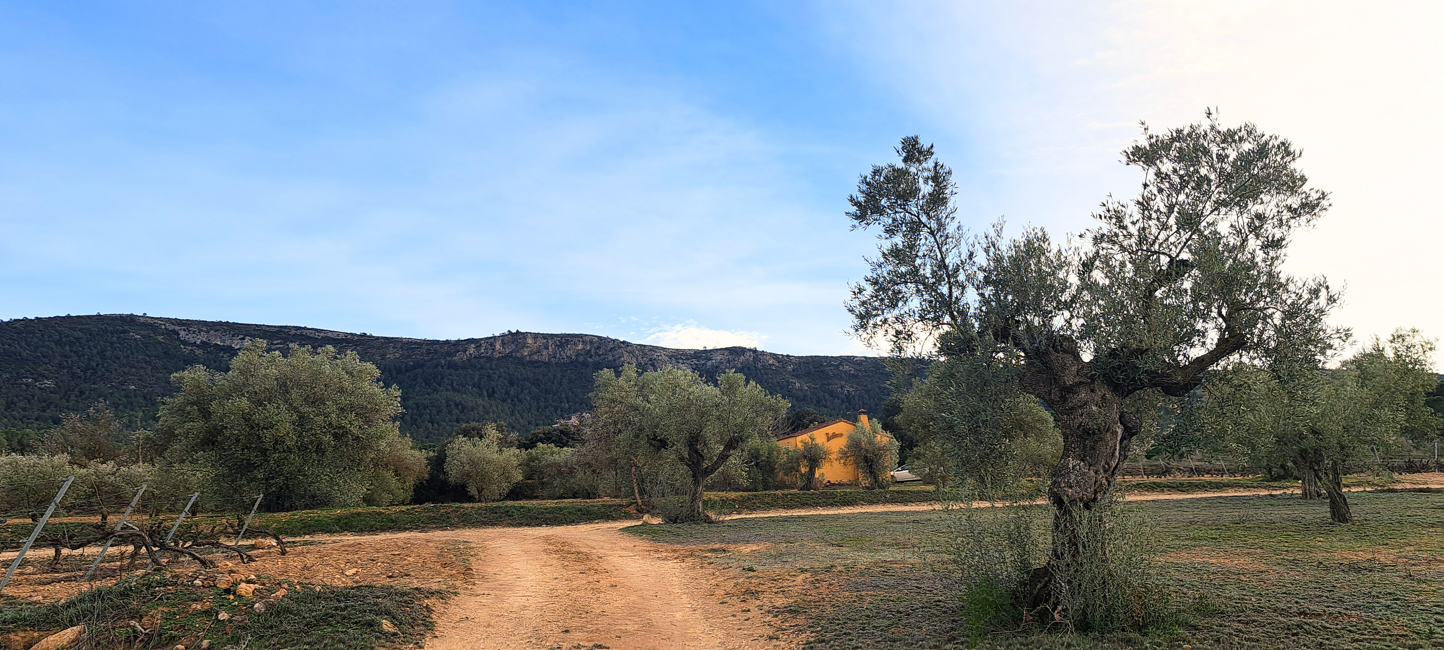 Paisaje de La Safreta — olivos y caseta entre viñedos en Fontanars dels Alforins